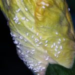 Whiteflies on lettuce