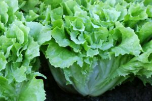Harvest endive and escarole
