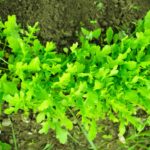 canstockphoto37888066