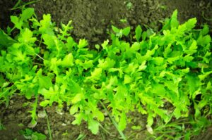 Harvest and store arugula