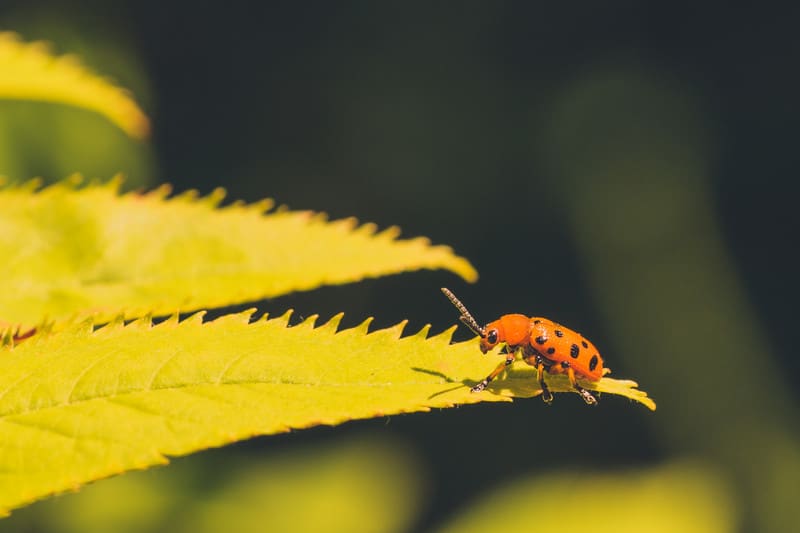 Asparagus Beetle Organic Pest Control Harvest to Table