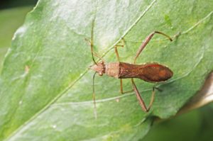 Assassin Bug