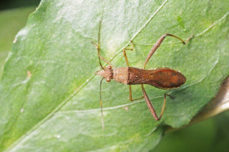 Assasin bug