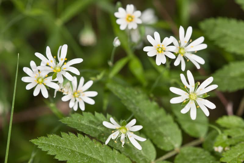 Chickweed flowers