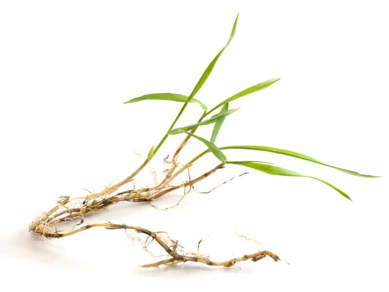 Crabgrass