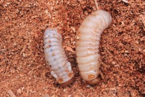 Cutworms