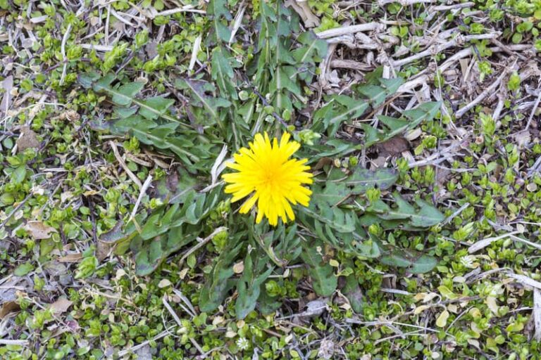 Dandelion weed