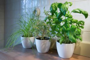 Herbs grow indoors