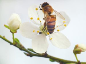 Honey bee