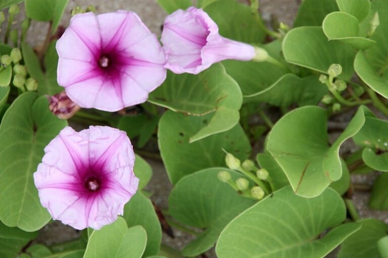Morning glory weed