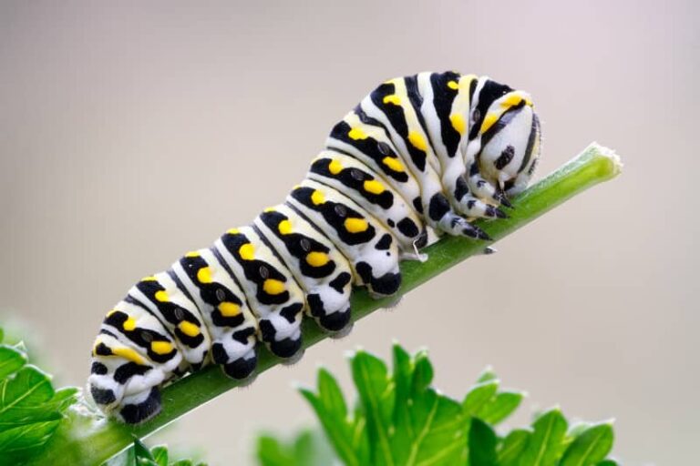 Parsleyworm