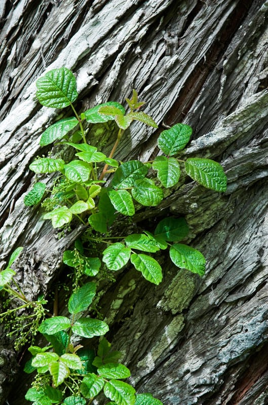 Poison oak