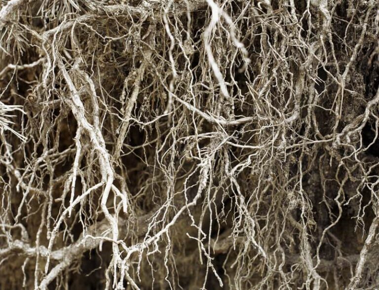 Roots without soil