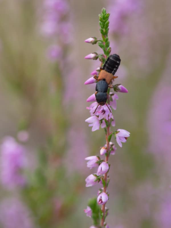 Rove Beetle