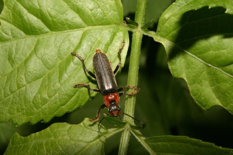 Soldier beetle