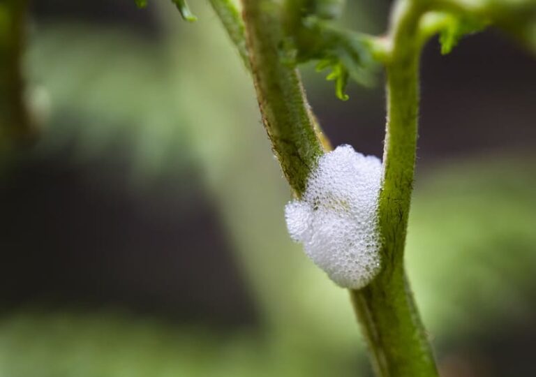 Spittlebug