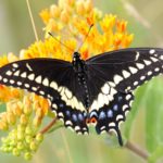 Black swallowtail butterfly