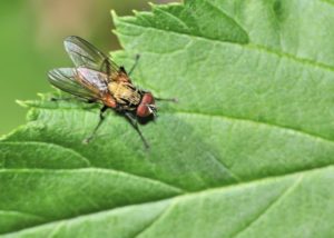 Tachinid fly