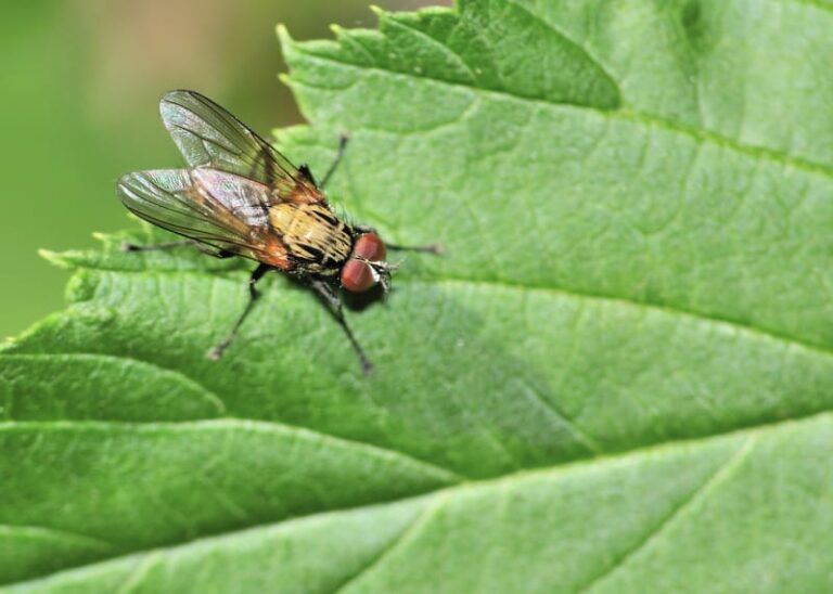 Tachnid fly
