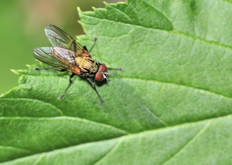 Tachnid fly