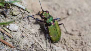 Ladybug Beneficial Insect -- Harvest to Table