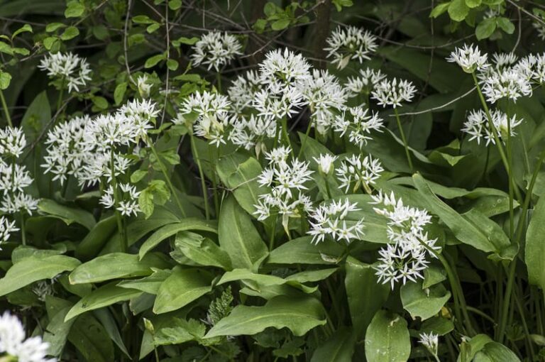 Wild garlic weed