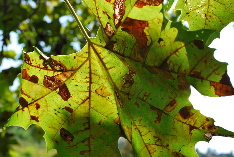 Anthracnose of leaf