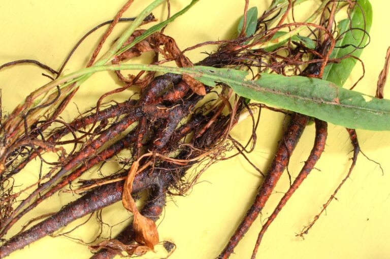 Curly dock weed