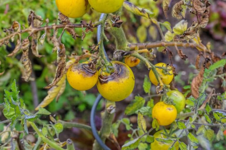 Late blight tomato 3