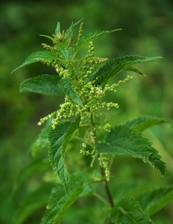 Stinging Nettle Organic Weed Control - Harvest To Table