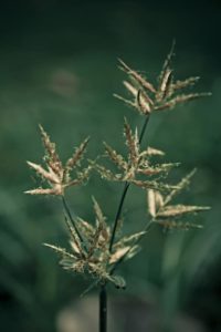 Nutsedge flower
