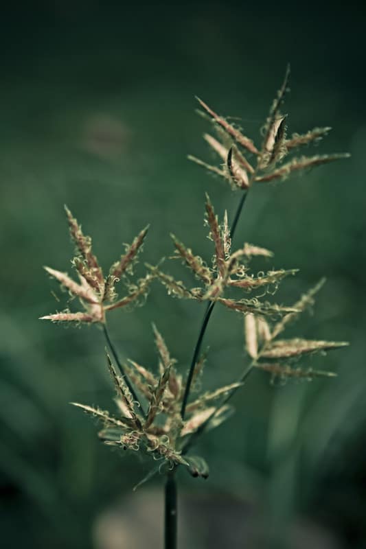 Nutsedge weed