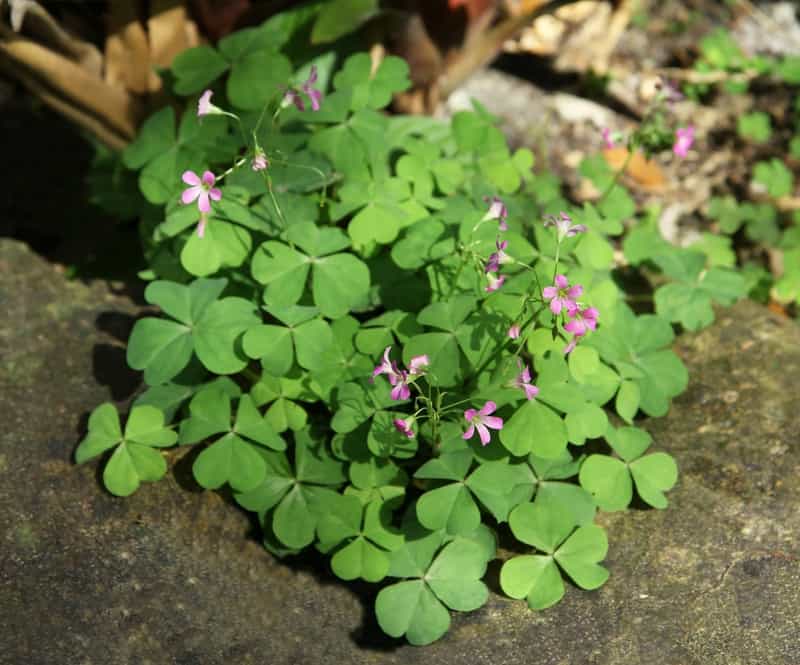 Oxalis weed 1
