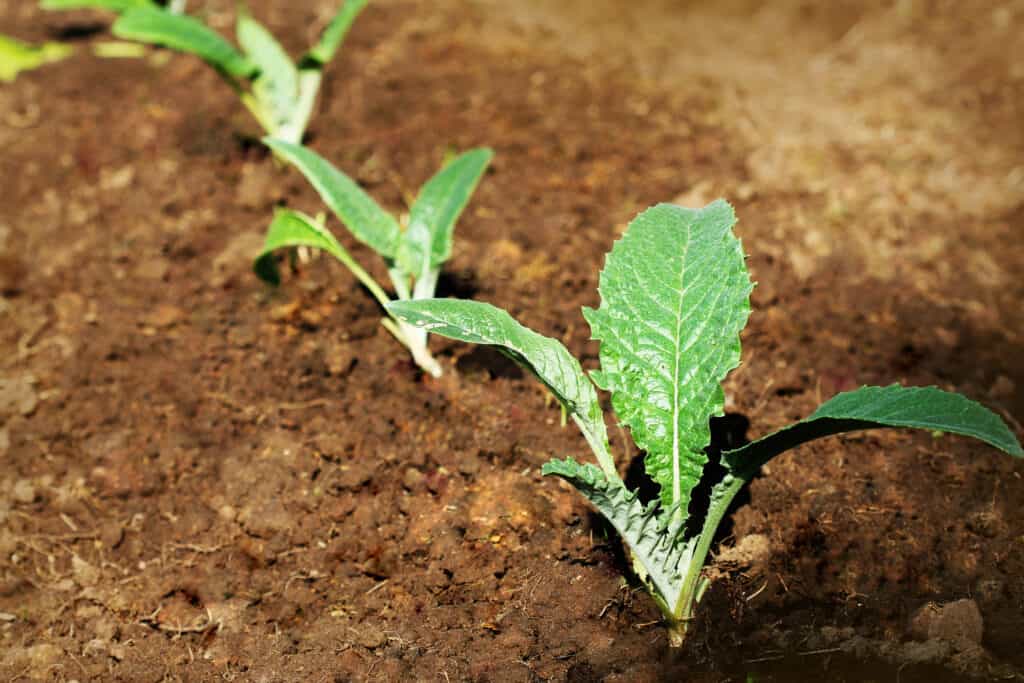 Artichoke seedlings