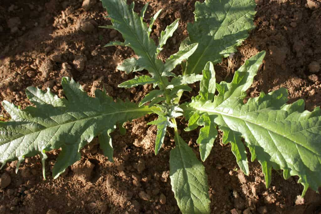 Artichoke plant