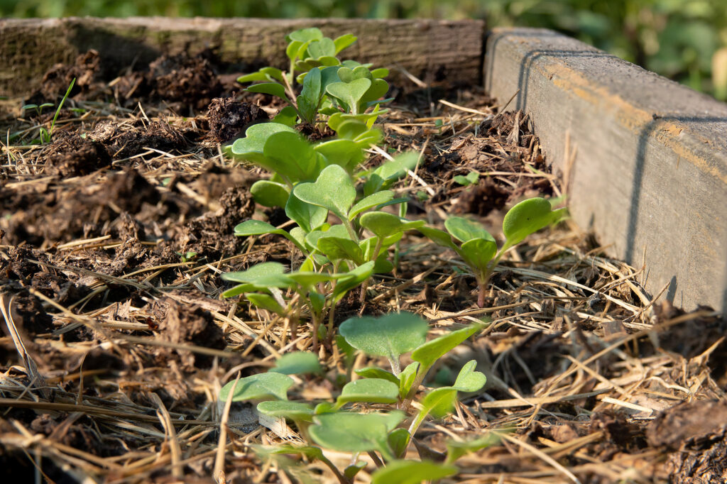 How to Start Arugula from Seed