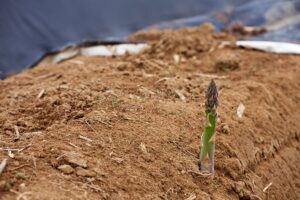 asparagus plant started