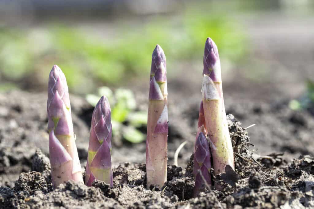 Young asparagus spears
