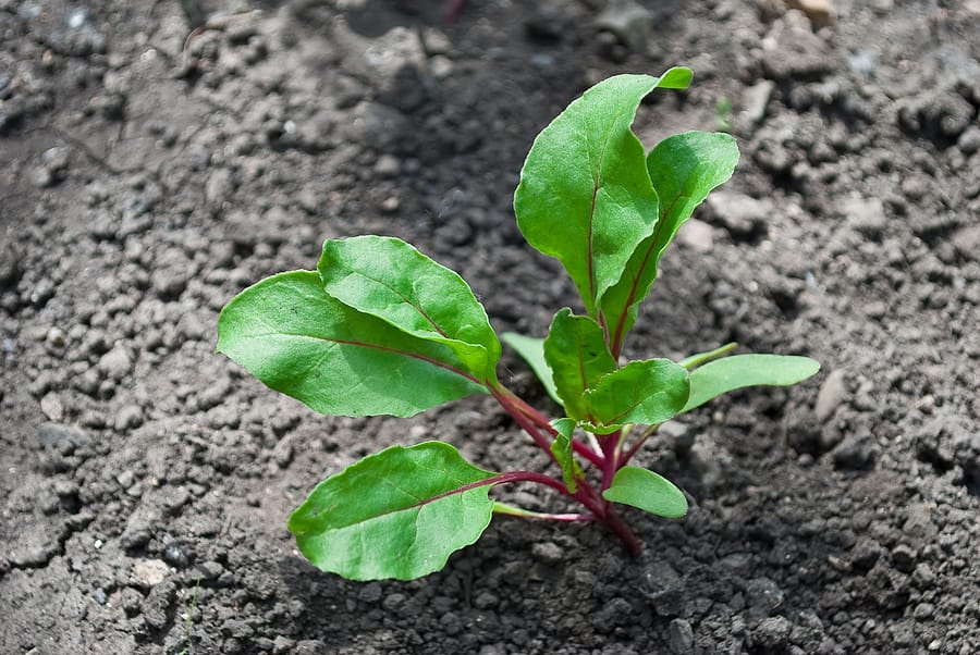 Beet seedling grow plant