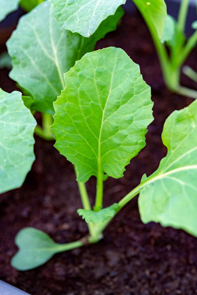 Broccoli Seed Starting Tips - Harvest to Table