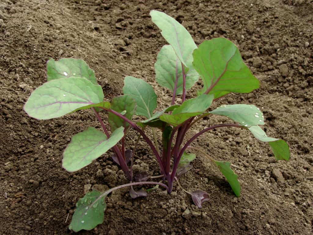 Brussels sprouts seedling