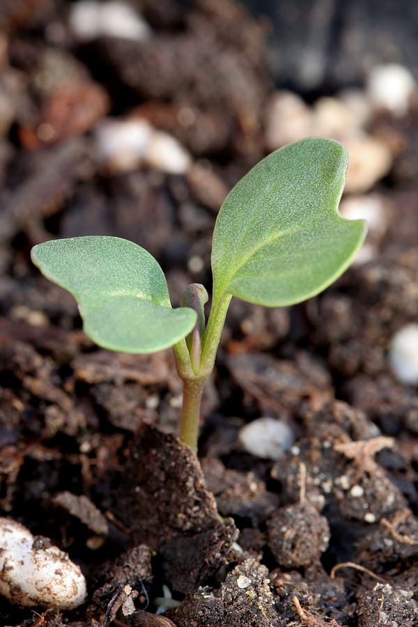 Cabbage seedling plant grow