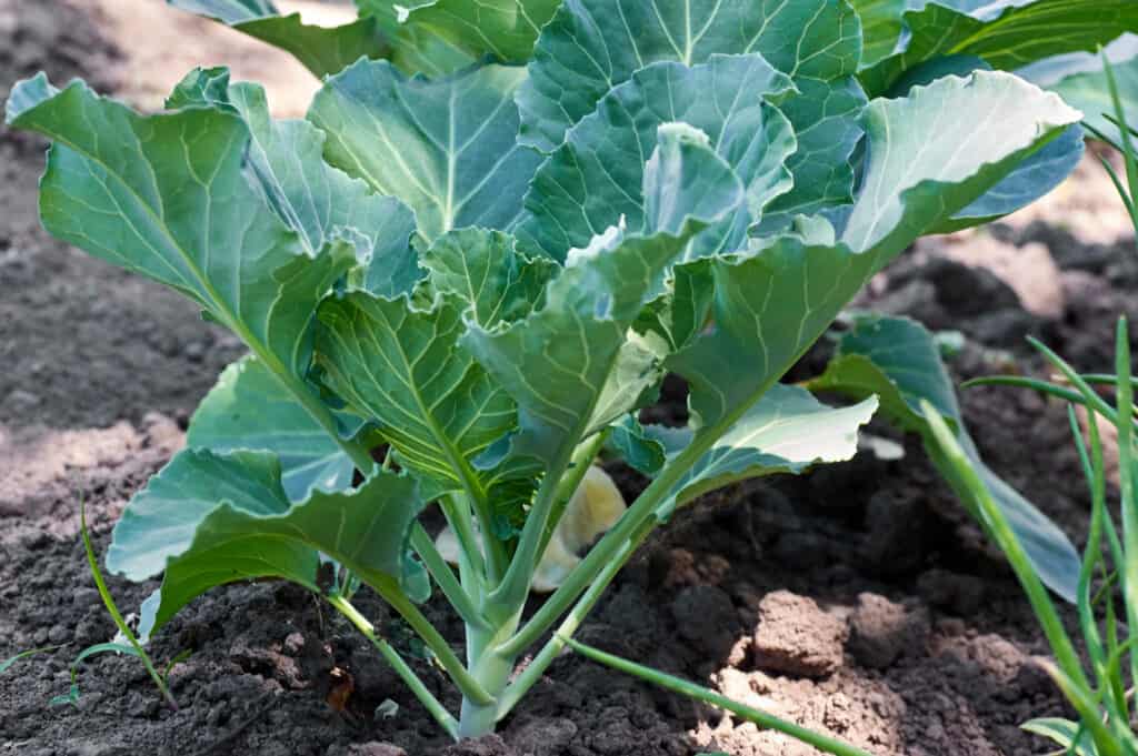Cabbage plant grow