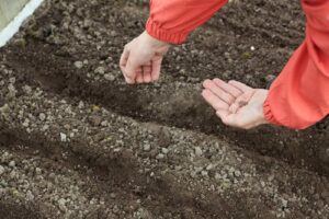 Carrot seed starting