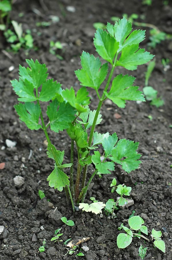 Celery plant in garden