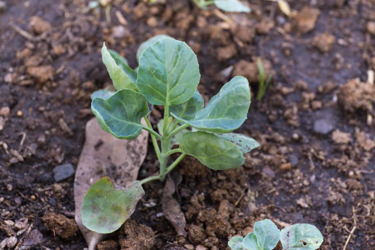 learn-how-to-start-collards-from-seed