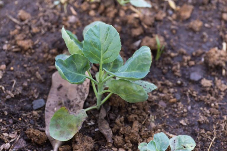 Learn How to Start Collards from Seed