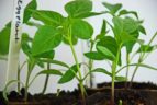 Eggplant Seed Starting Tips