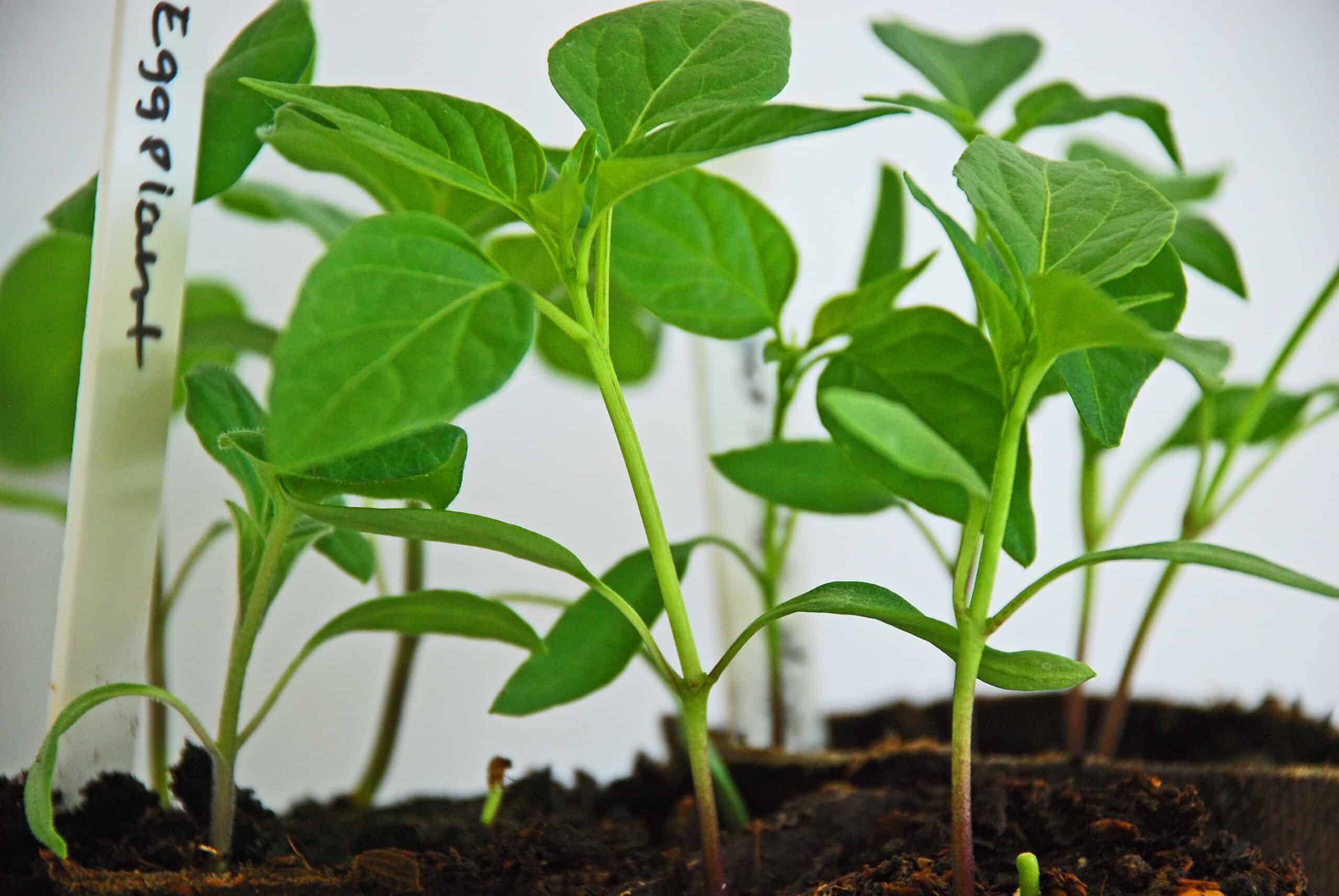 Eggplant seedlings