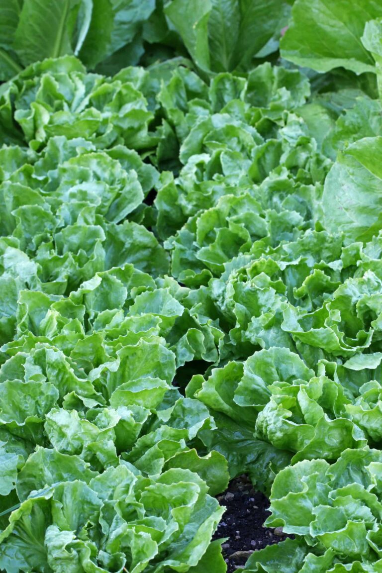Endive in rows 1